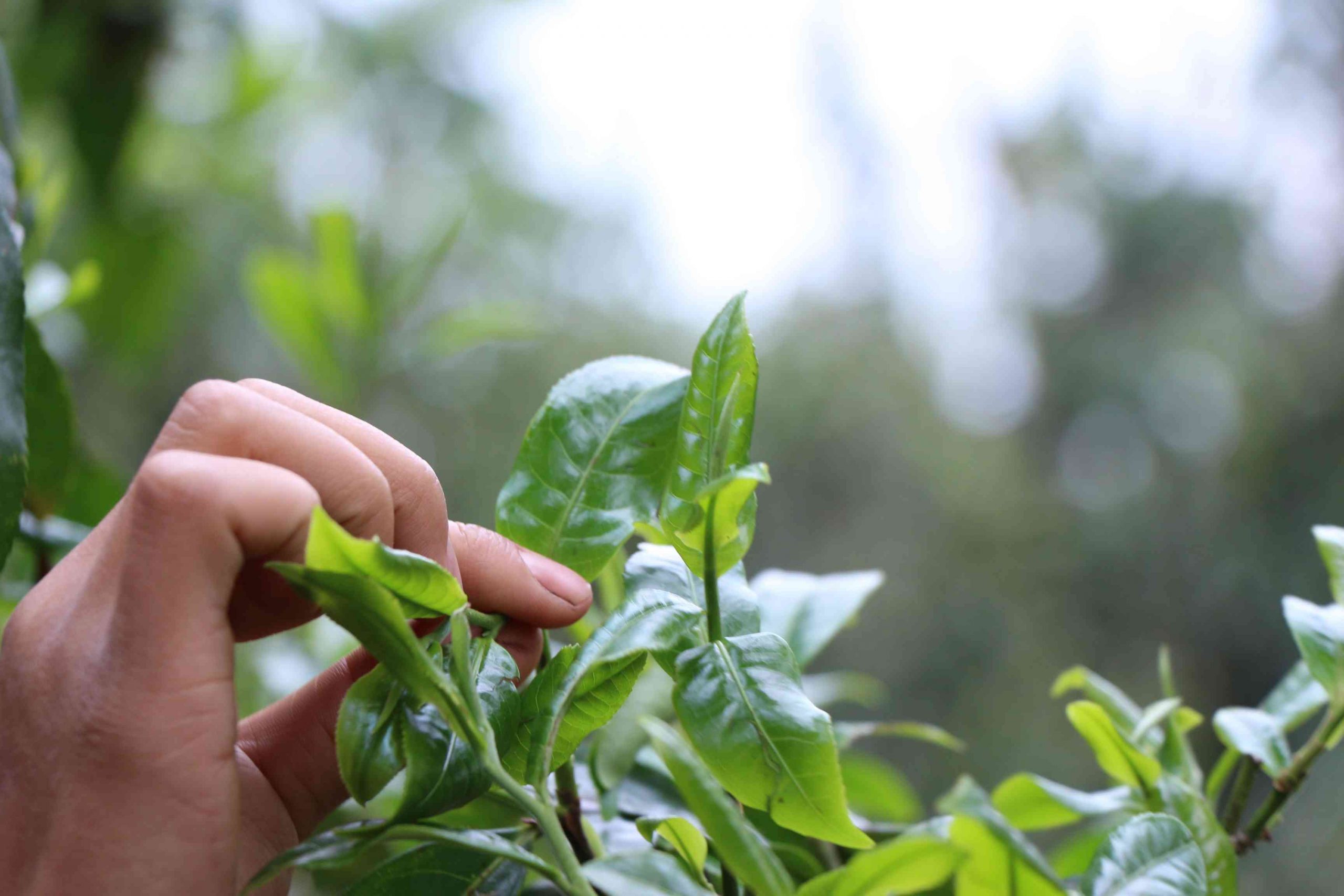 忙肺古树茶多少钱？