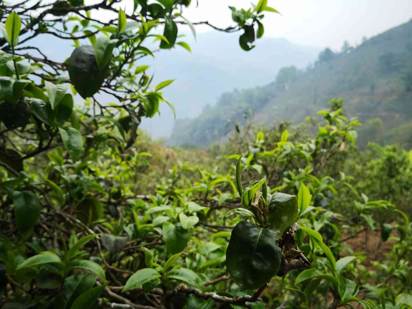 普洱茶的产地主要有哪些吗？