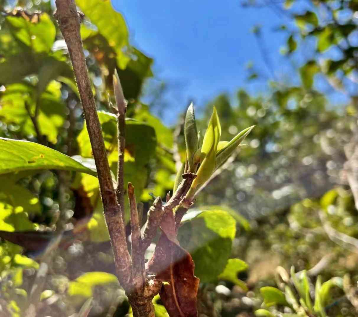 薄荷塘古树茶特点及价格