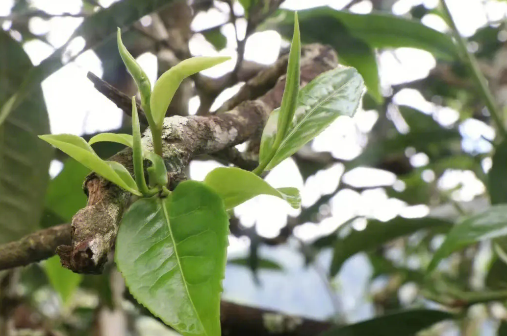 哆依树古树茶